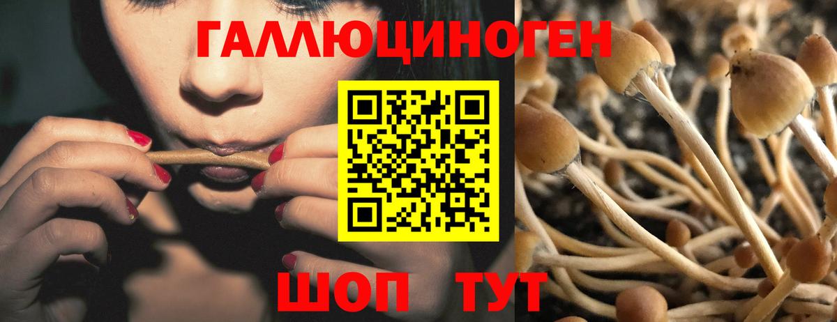 Курчатов  Псилоцибиновые грибы Psilocybine cubensis  Вход с VPN  Псилоцибиновые грибы ЛСД 